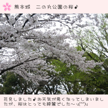 熊本二の丸公園　桜